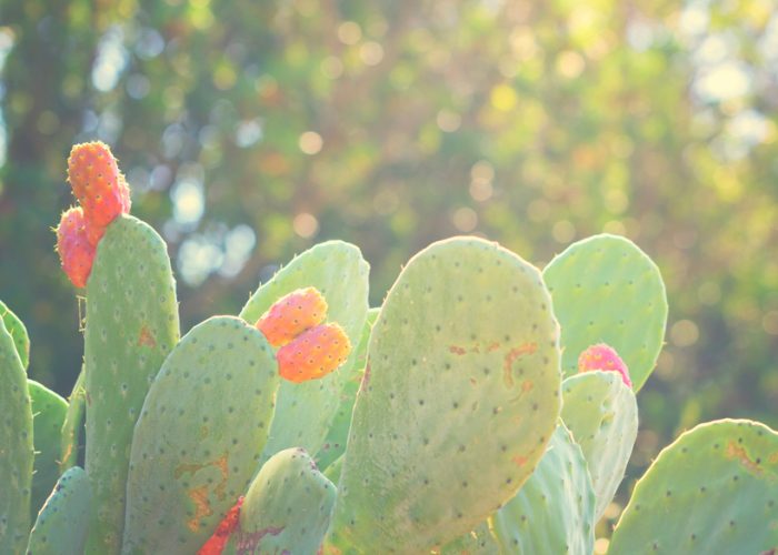 Nopal ou figuier de Barbarie