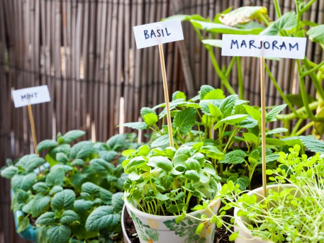 Plantes aromatiques sur son balcon cet été