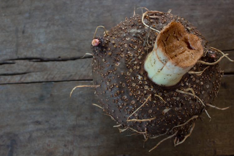 Le Konjac pour perdre du poids au naturel